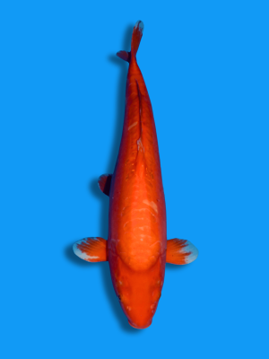 Doitsu Beni Karashigoi | Koi&Co.